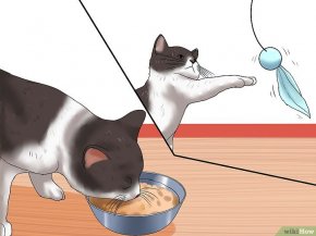 Изображение с названием Encourage Your Cat to Go to Sleep Step 1