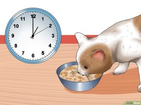 Изображение с названием Encourage Your Cat to Go to Sleep Step 6