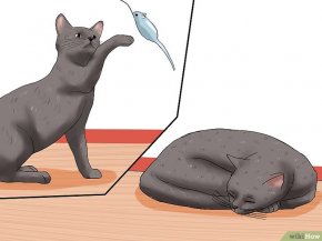 Изображение с названием Encourage Your Cat to Go to Sleep Step 2