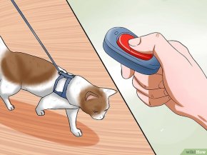 Изображение с названием Encourage Your Cat to Go to Sleep Step 4