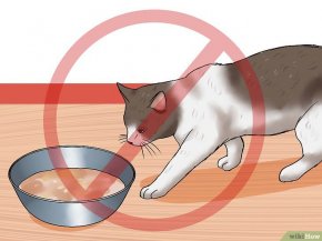 Изображение с названием Encourage Your Cat to Go to Sleep Step 5