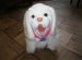 Puppy Game Interactive
